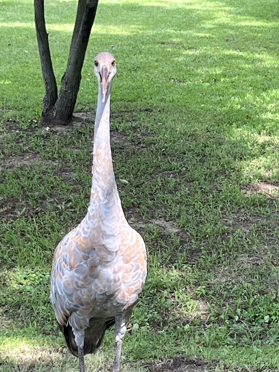 沙丘鶴 - ML640375305