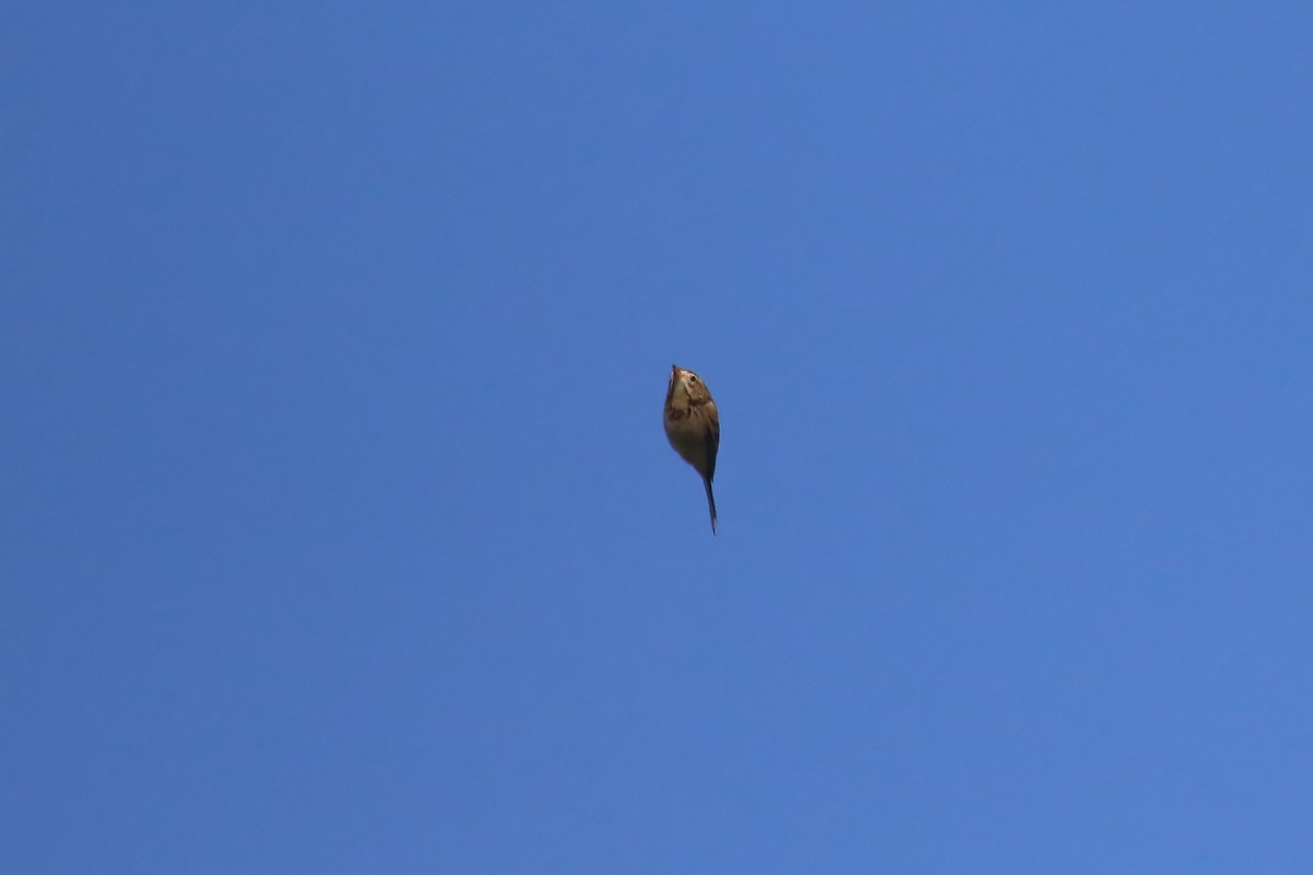 Richard's Pipit - ML640375323