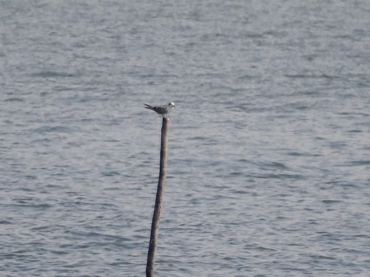 Trauerseeschwalbe - ML640375404