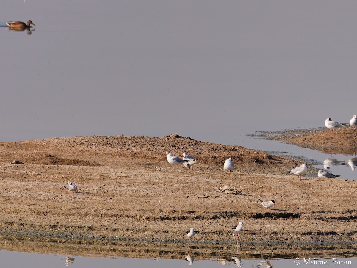 Black-headed Gull - ML640375462