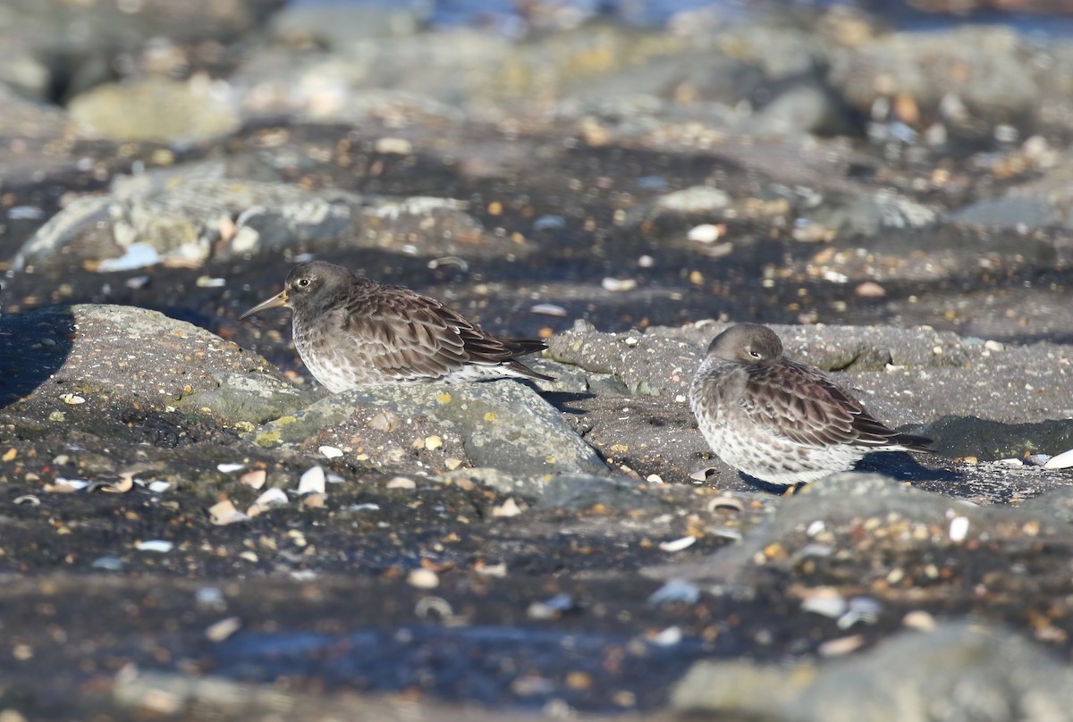 Purple Sandpiper - ML640375467