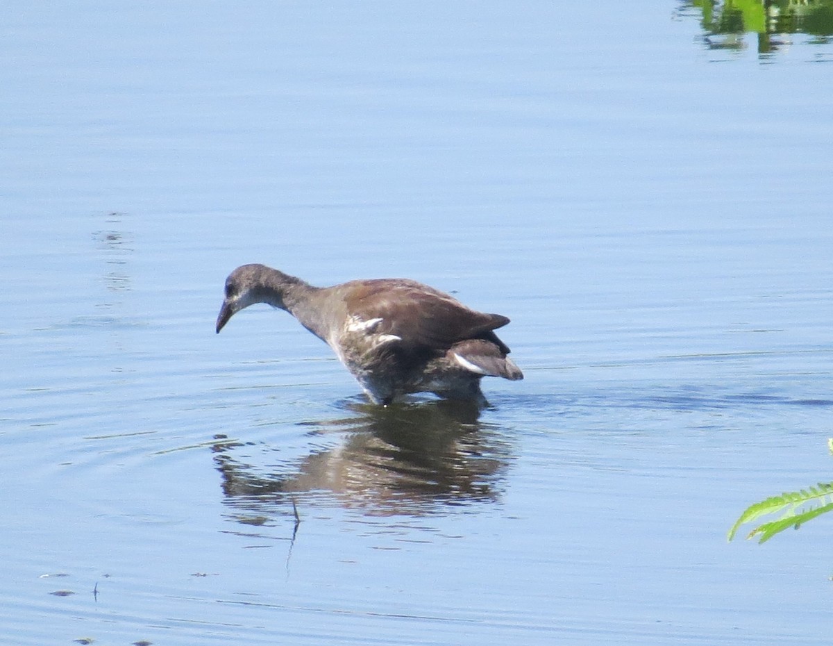 Common Gallinule - ML640375673
