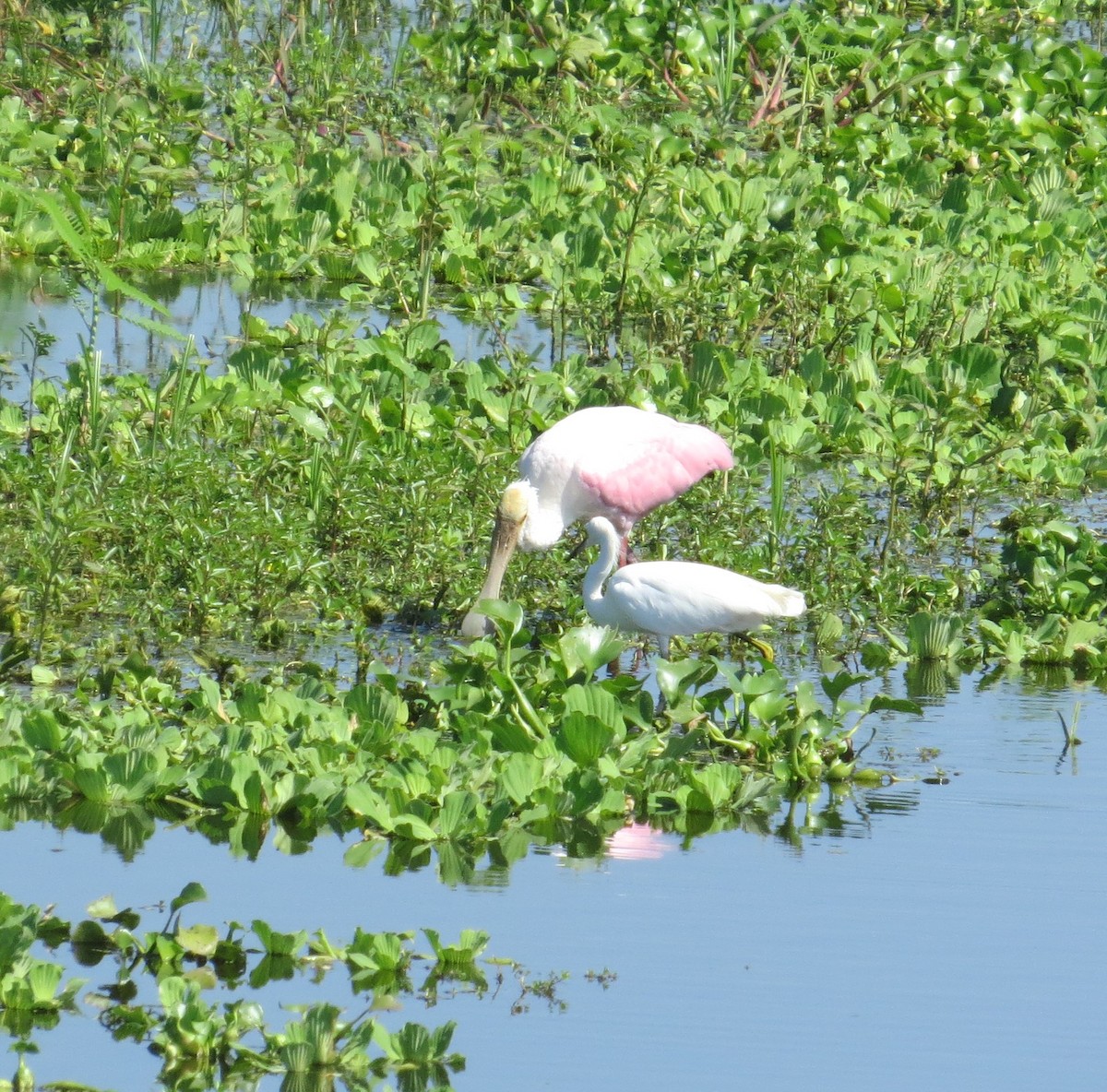 Roseate Spoonbill - ML640375679