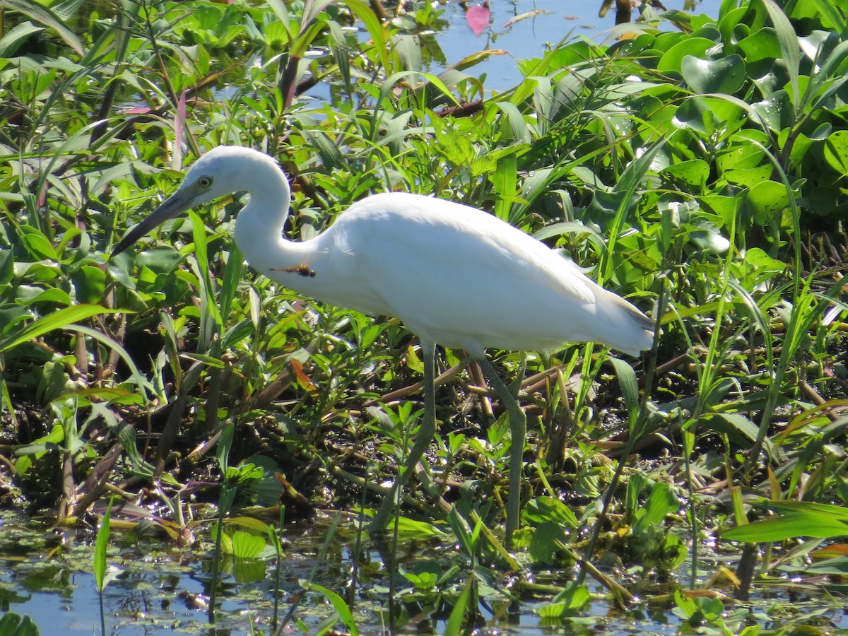 Little Blue Heron - ML640375701