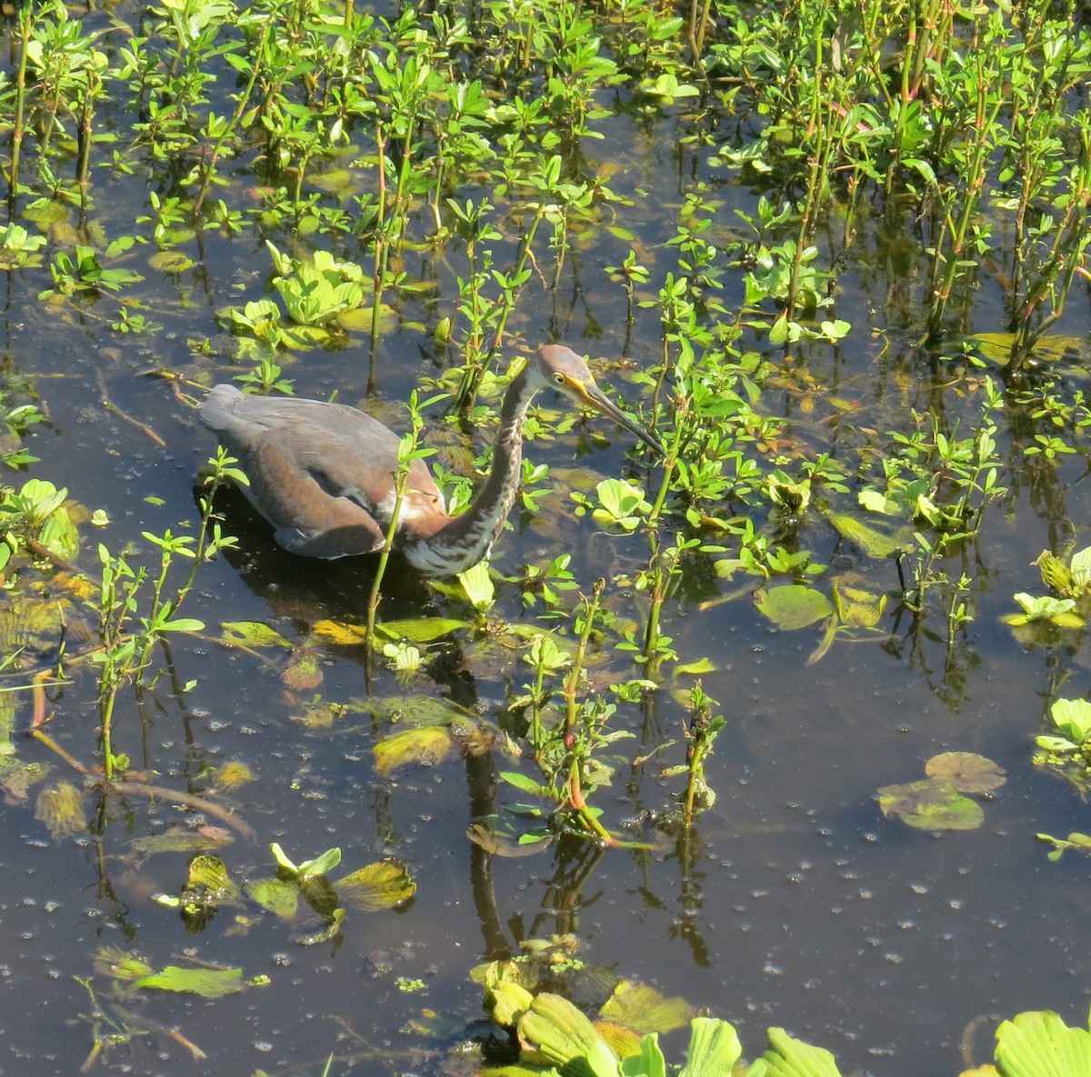 Tricolored Heron - ML640375715