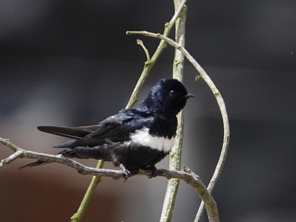 Golondrina Fajiblanca - ML640375722