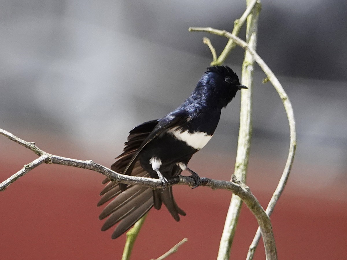 Golondrina Fajiblanca - ML640375723