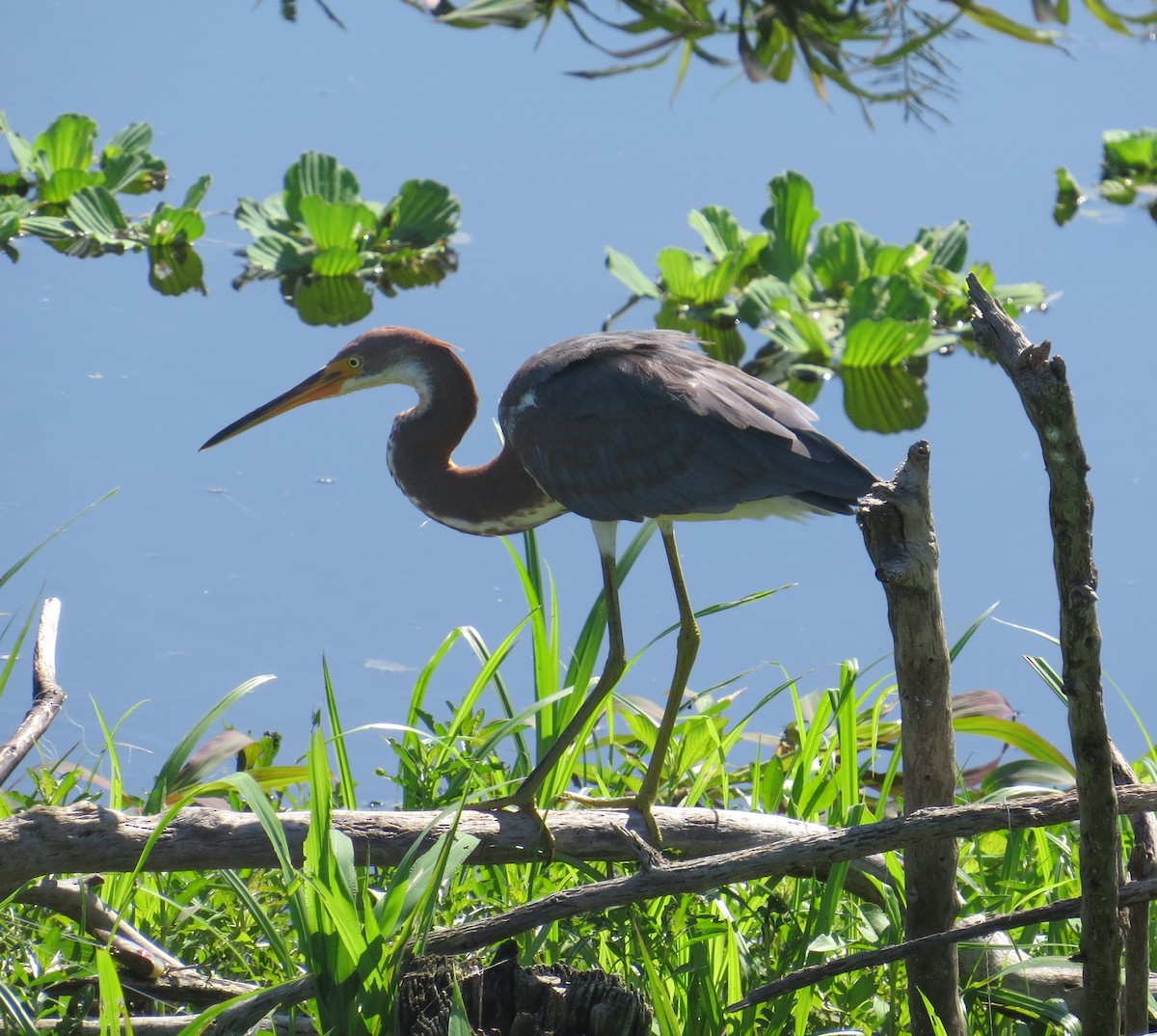 Tricolored Heron - ML640375724