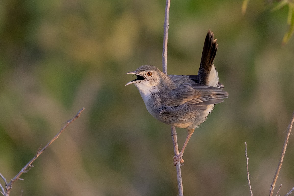 Bubbling Cisticola - ML640375726
