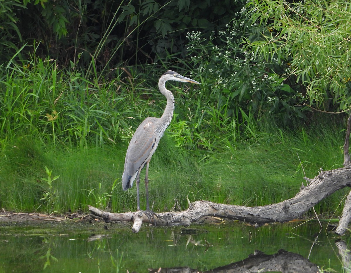 Great Blue Heron - ML640375728