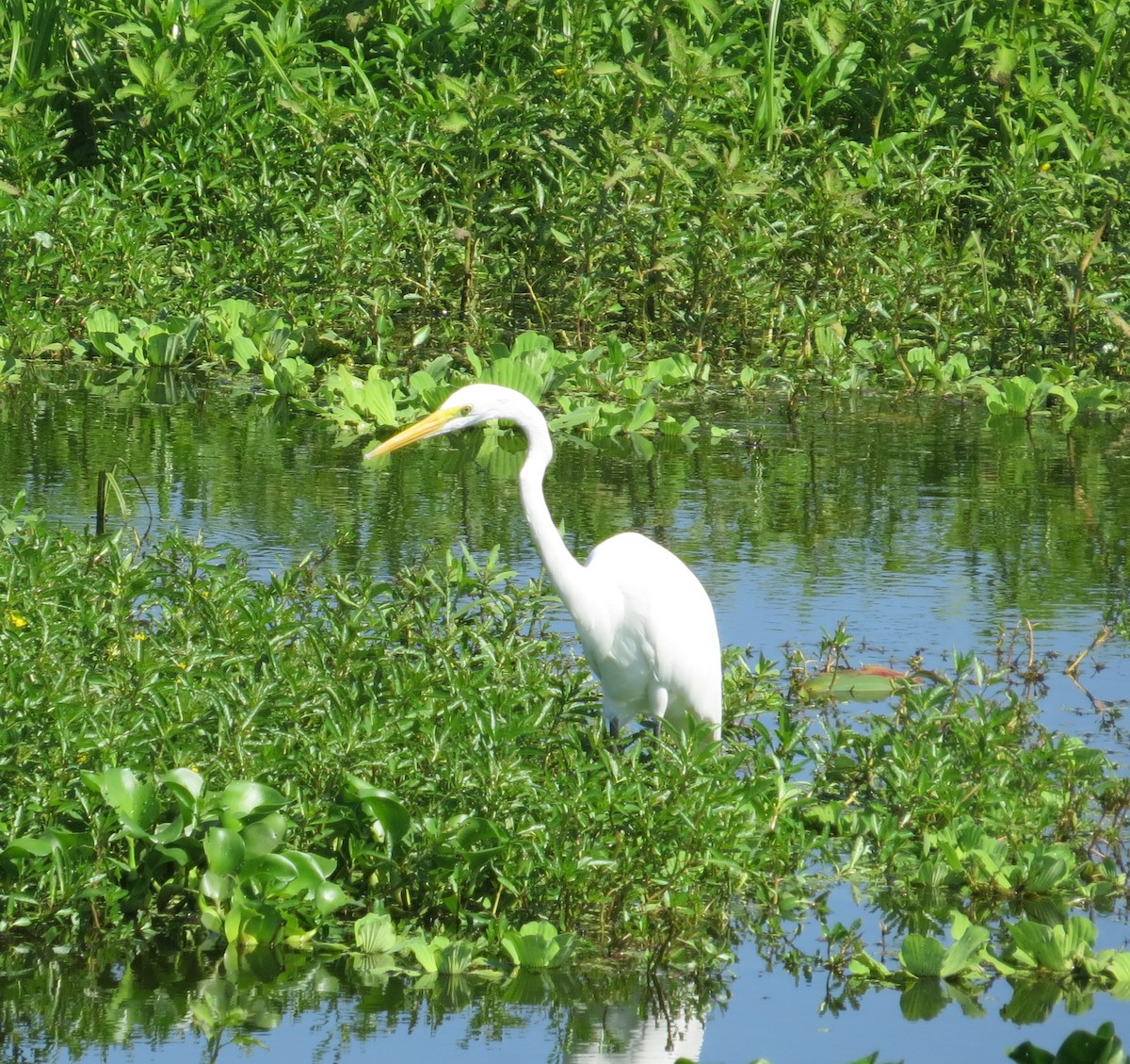 Great Egret - ML640375732