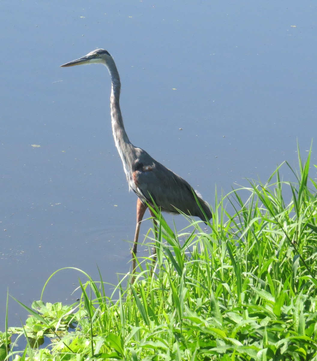 Great Blue Heron - ML640375743