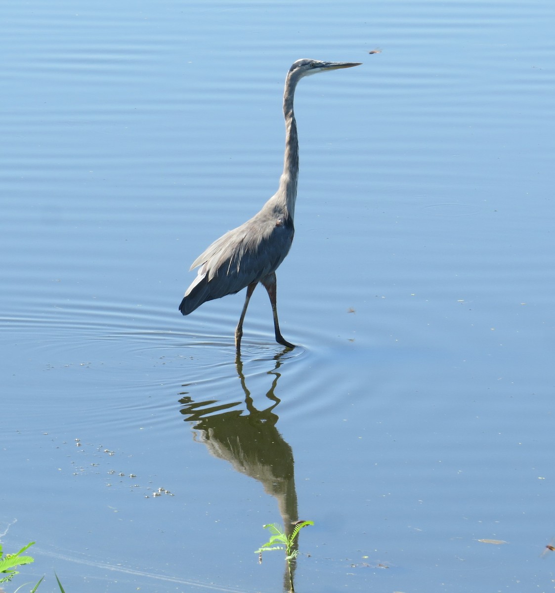 Great Blue Heron - ML640375746