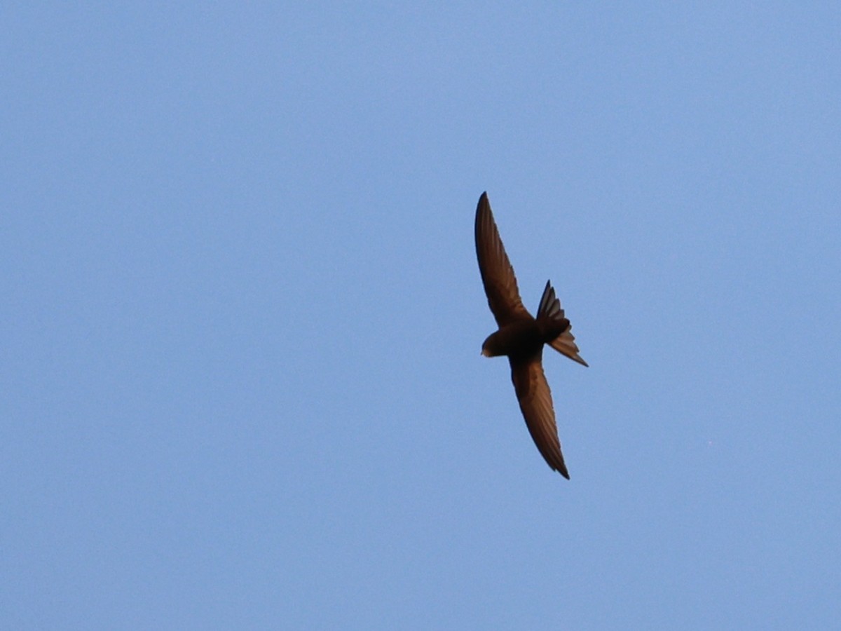 Common Swift - ML640375790