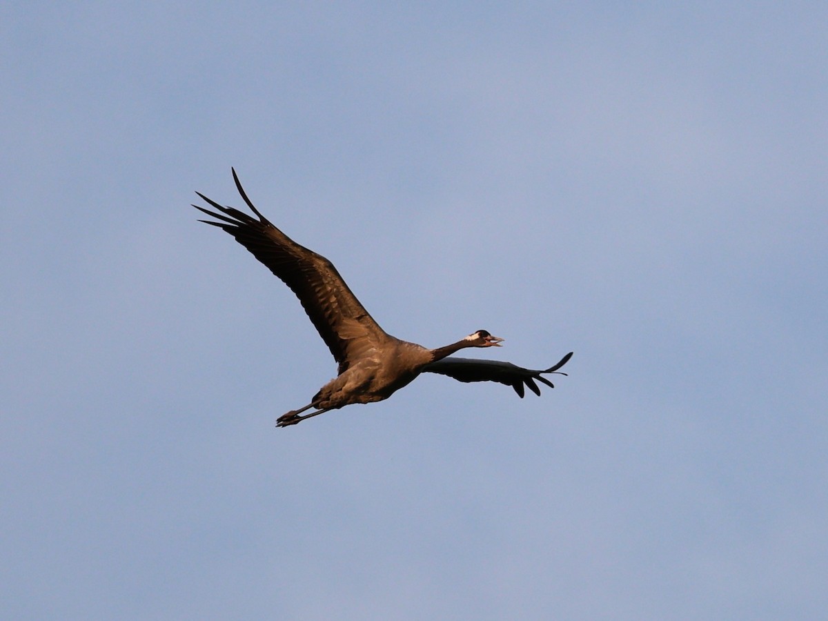 Common Crane - ML640375795