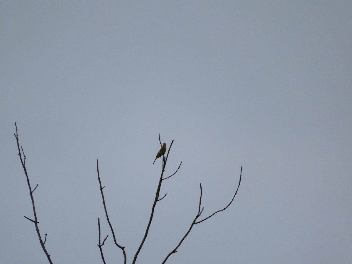 Orchard Oriole - ML640375868