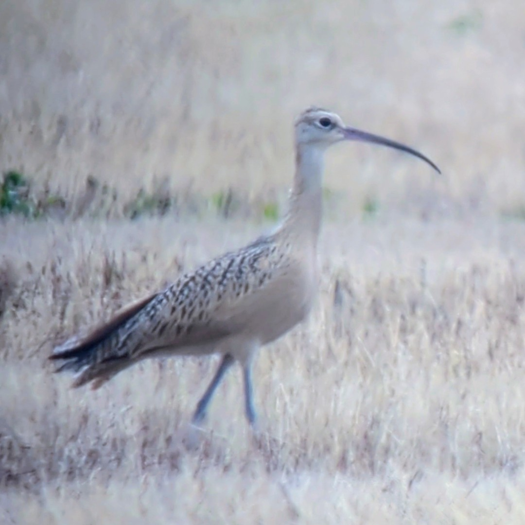 Long-billed Curlew - ML640375873