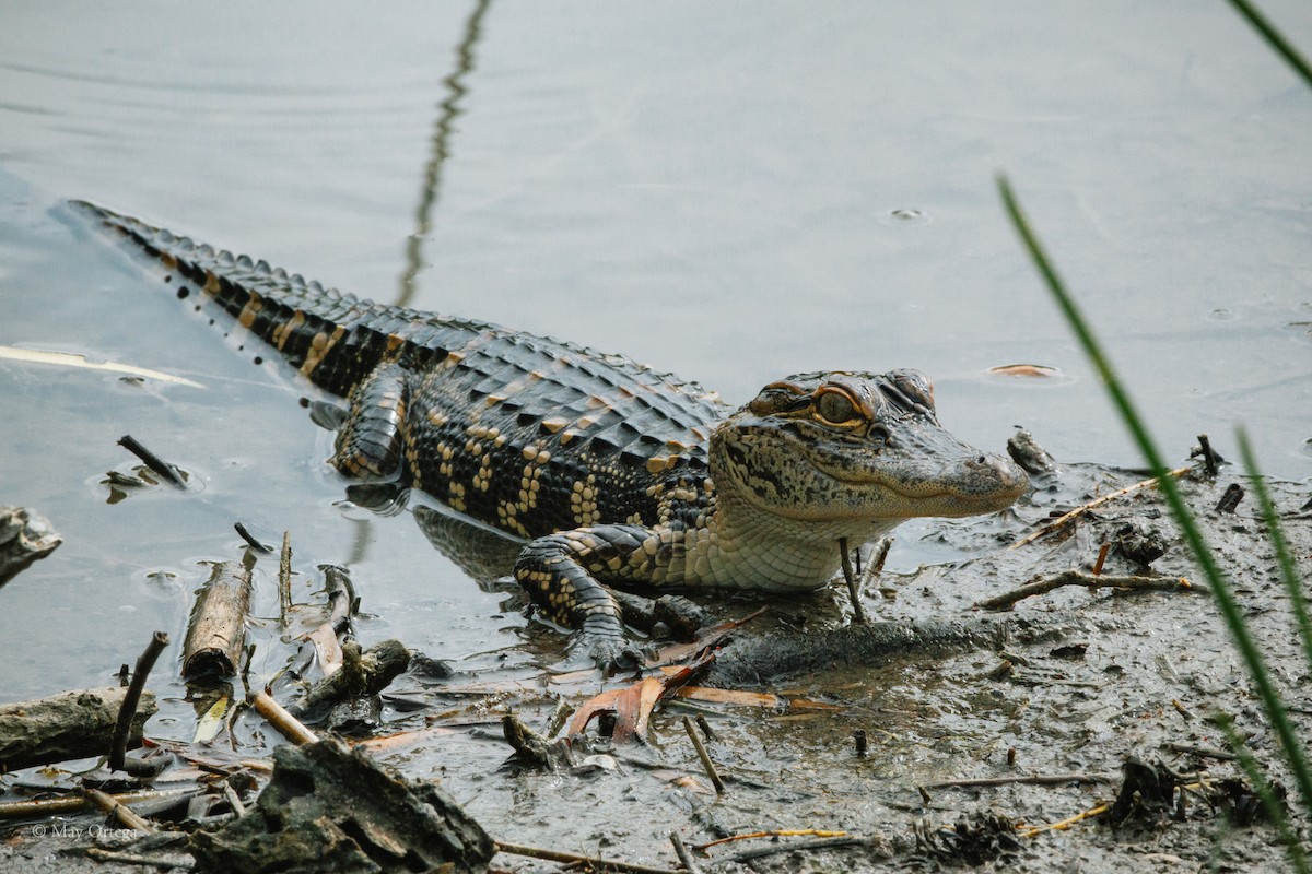 Mississippi-Alligator - ML640375901