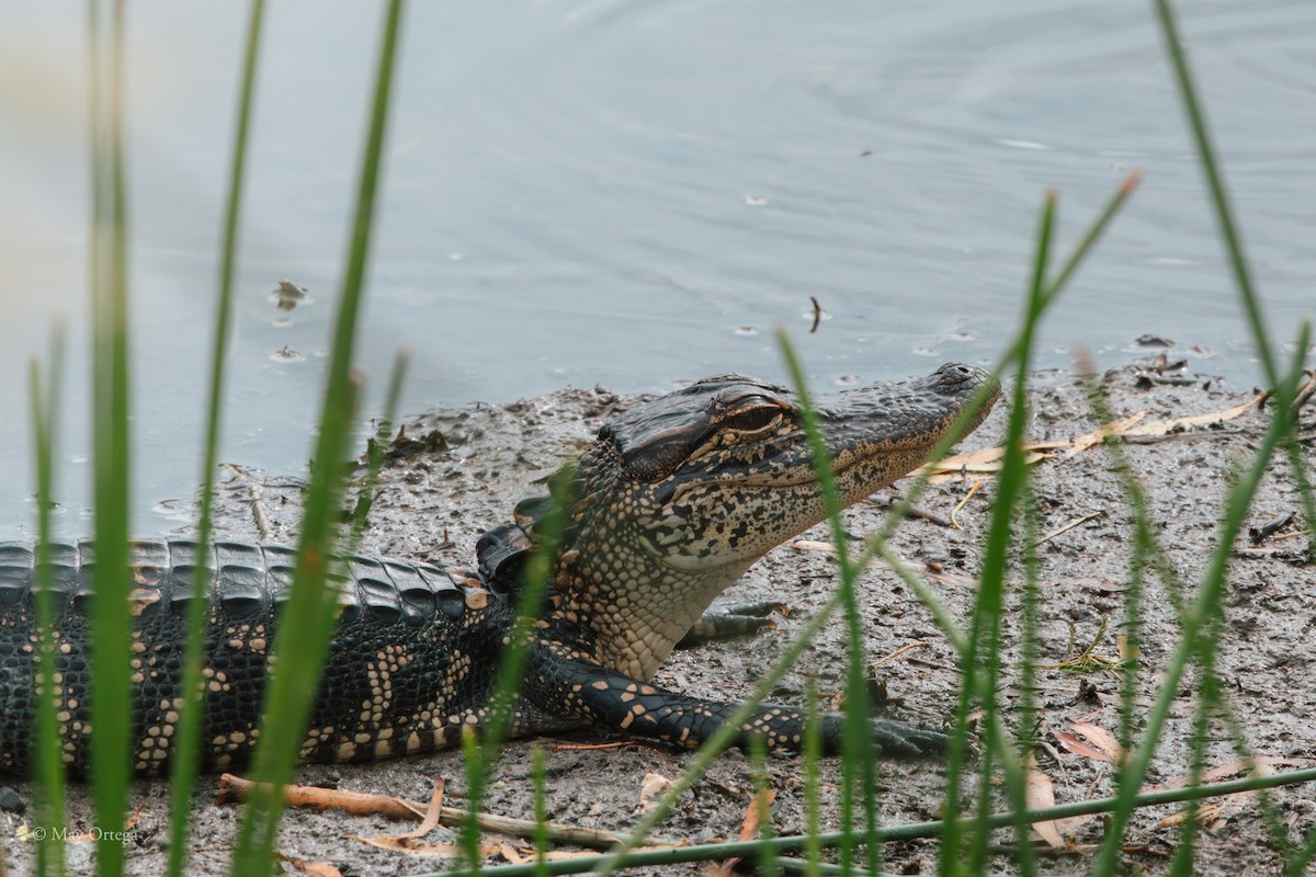 Mississippi-Alligator - ML640375902