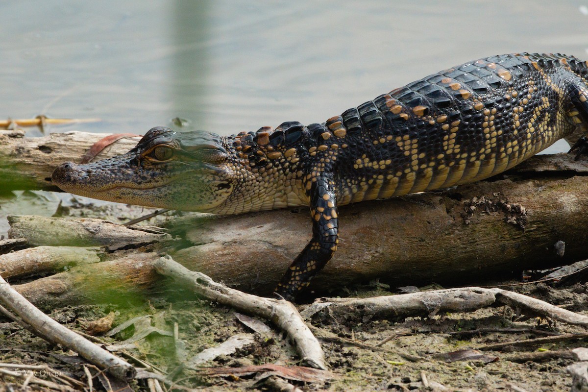 Mississippi-Alligator - ML640375903