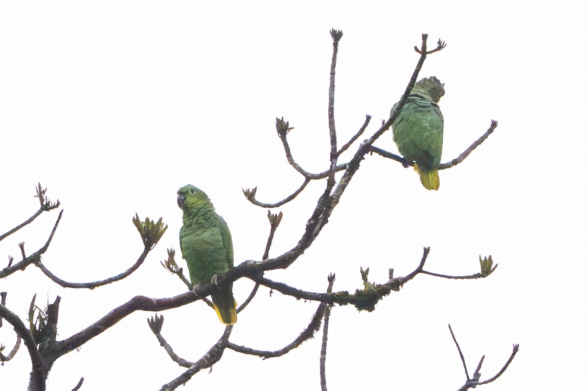 Mealy Amazon - ML640375916