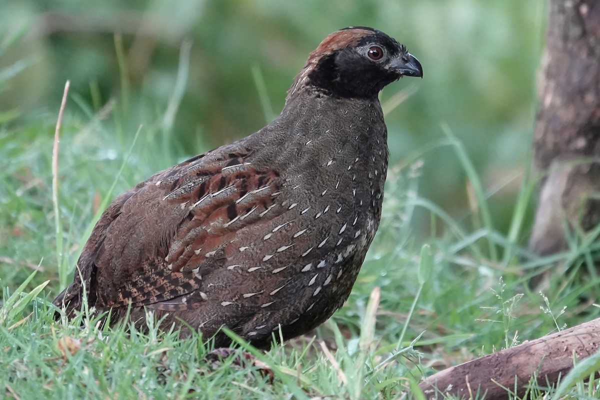Black-fronted Wood-Quail - ML640375959