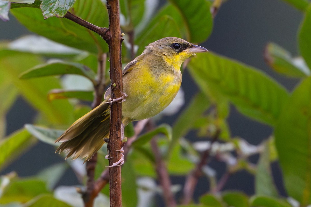 Gray-crowned Yellowthroat - ML640375966