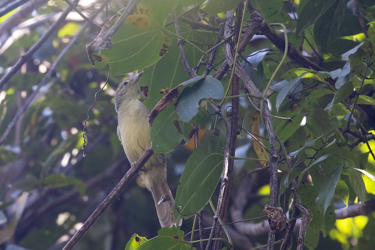 Pale-olive Greenbul - ML640375980