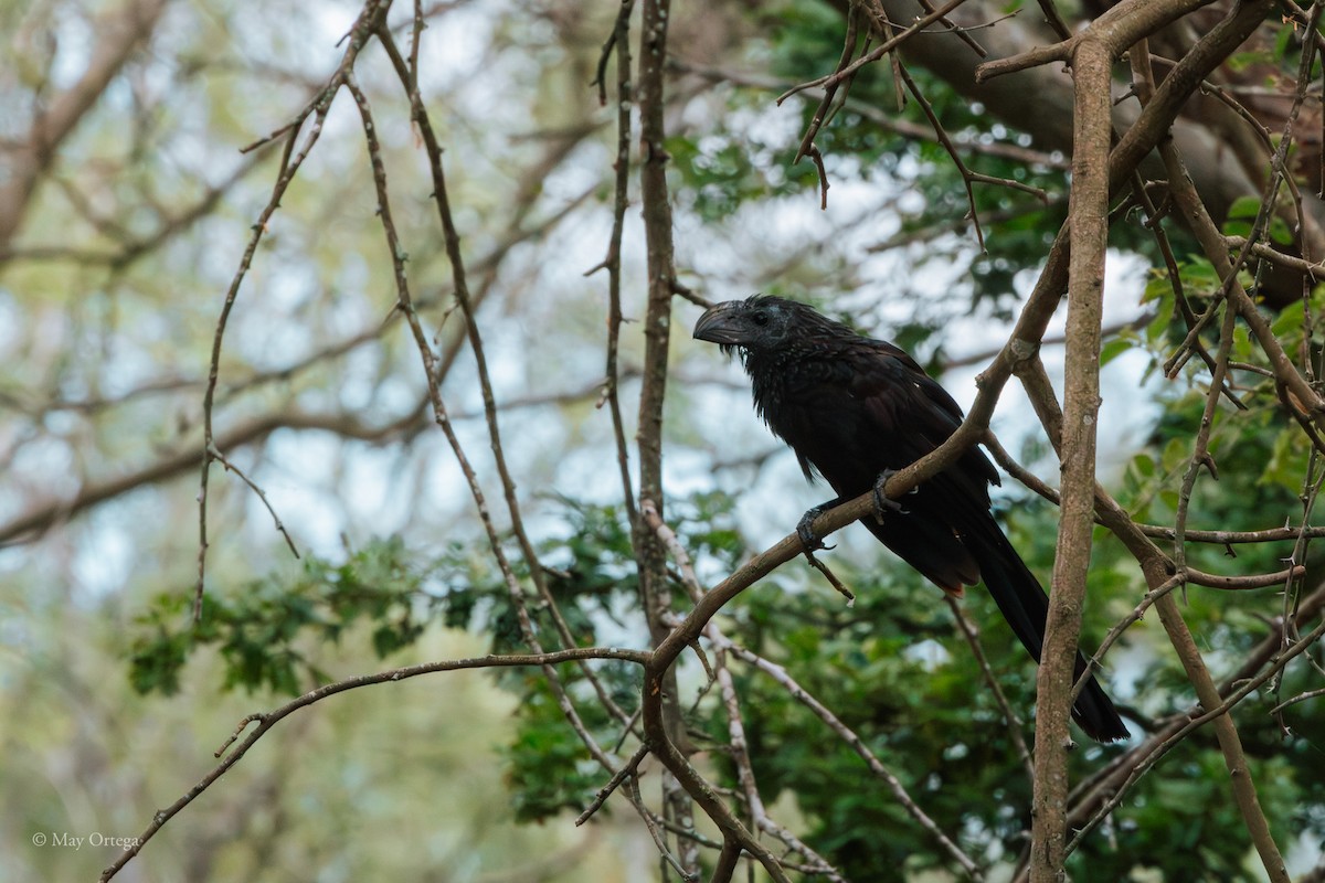 Riefenschnabelani - ML640375981