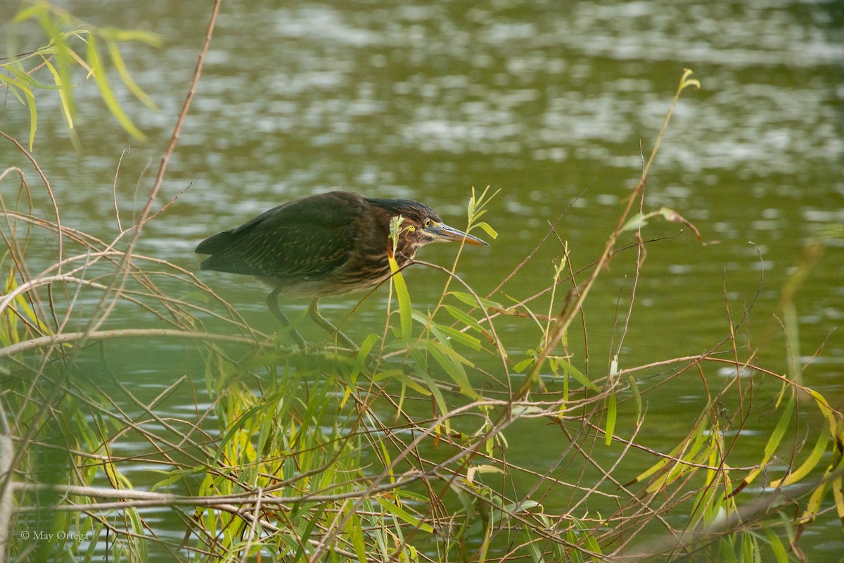 Grünreiher - ML640376051