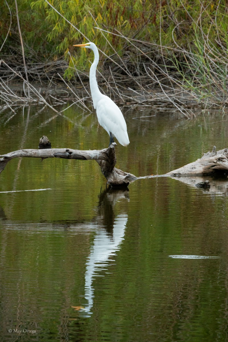 Silberreiher - ML640376060