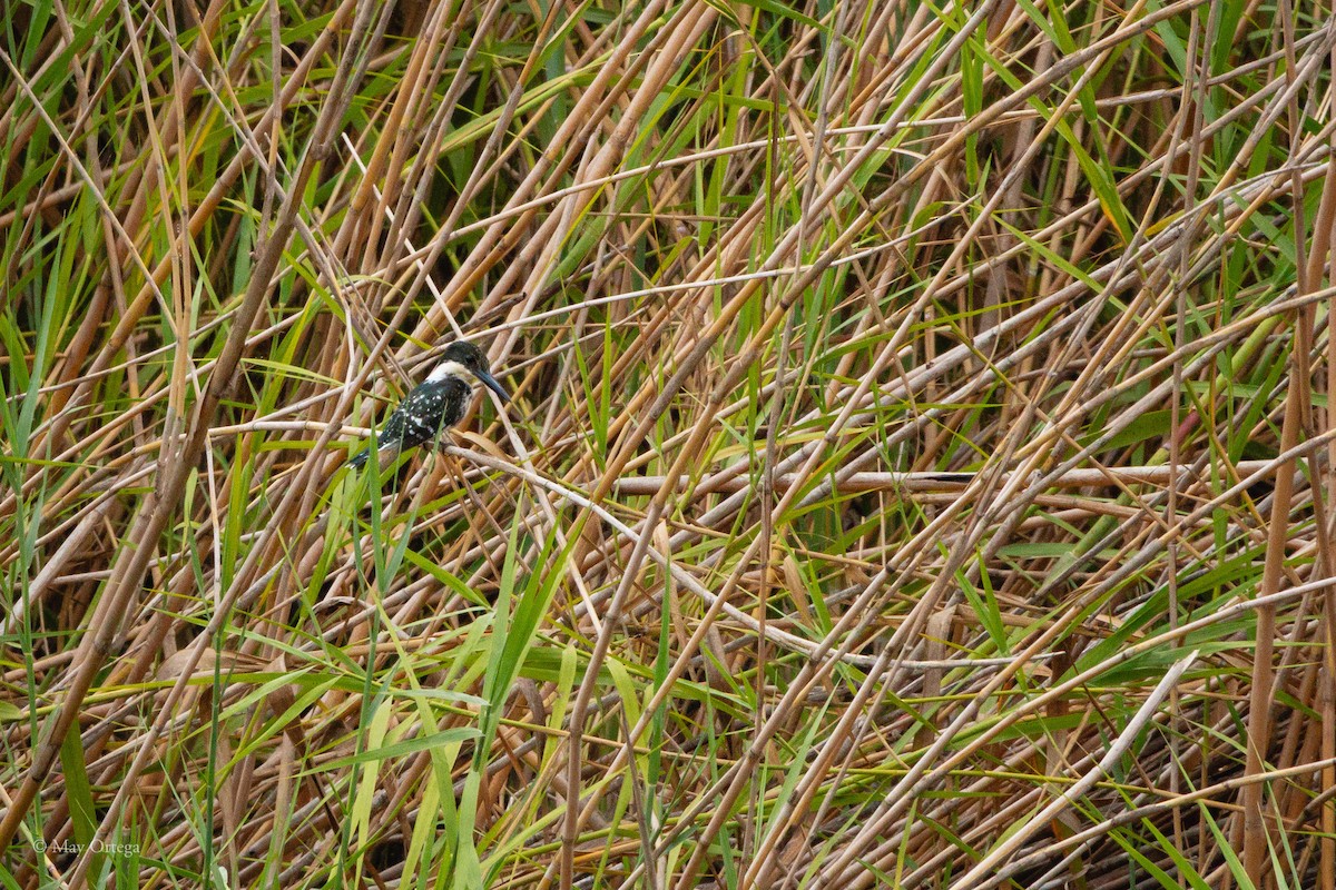 Grünfischer - ML640376067