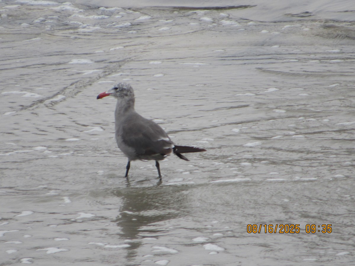 Heermann's Gull - ML640376071