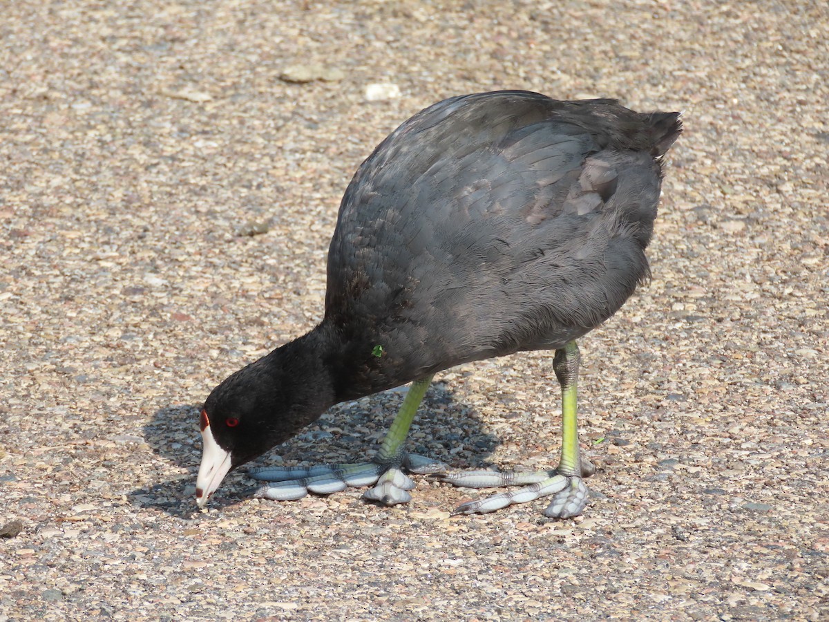 American Coot - ML640376089