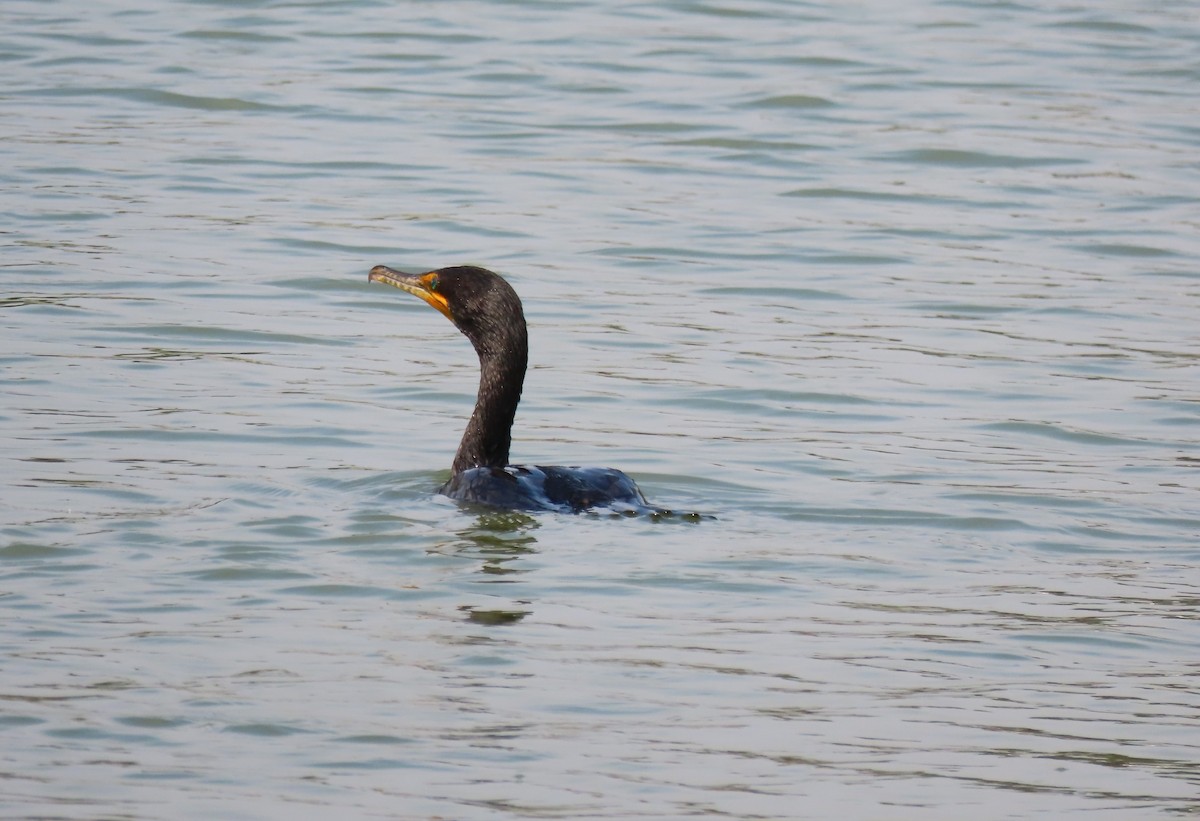 Double-crested Cormorant - ML640376129