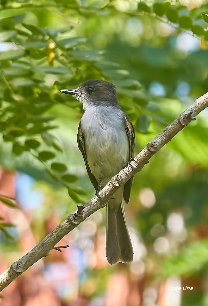 La Sagra's Flycatcher - ML640376133