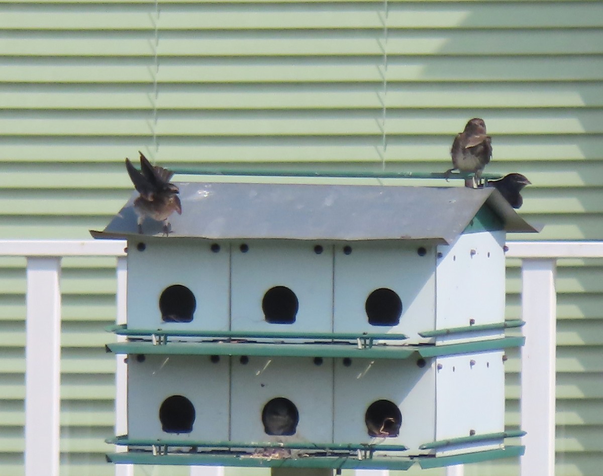 Purple Martin - ML640376185