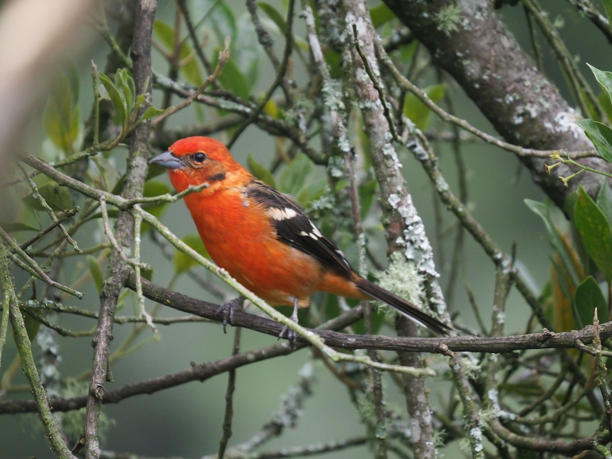 Flame-colored Tanager - ML640376207