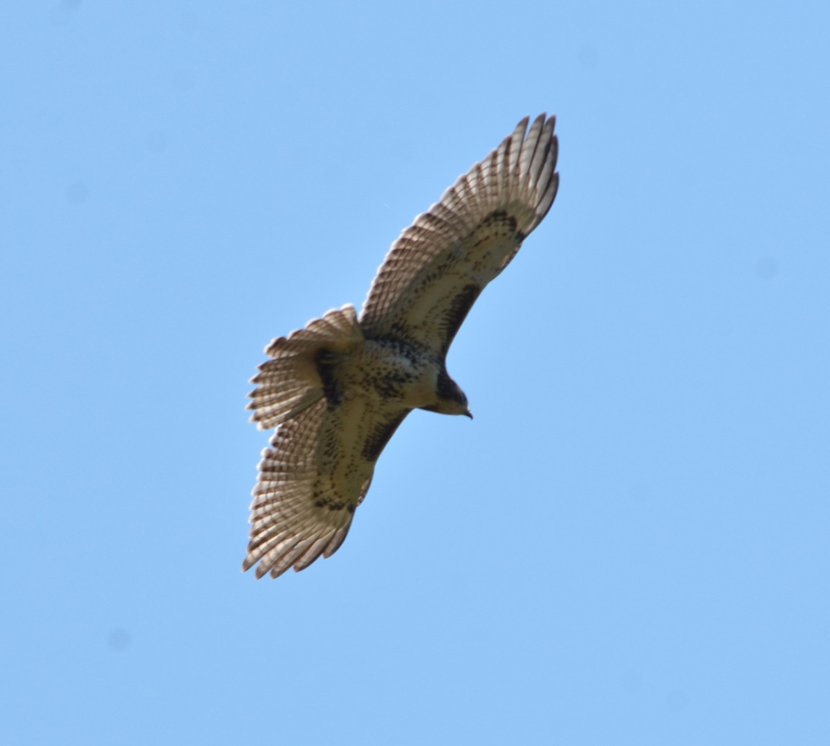 Rotschwanzbussard (borealis) - ML640376213
