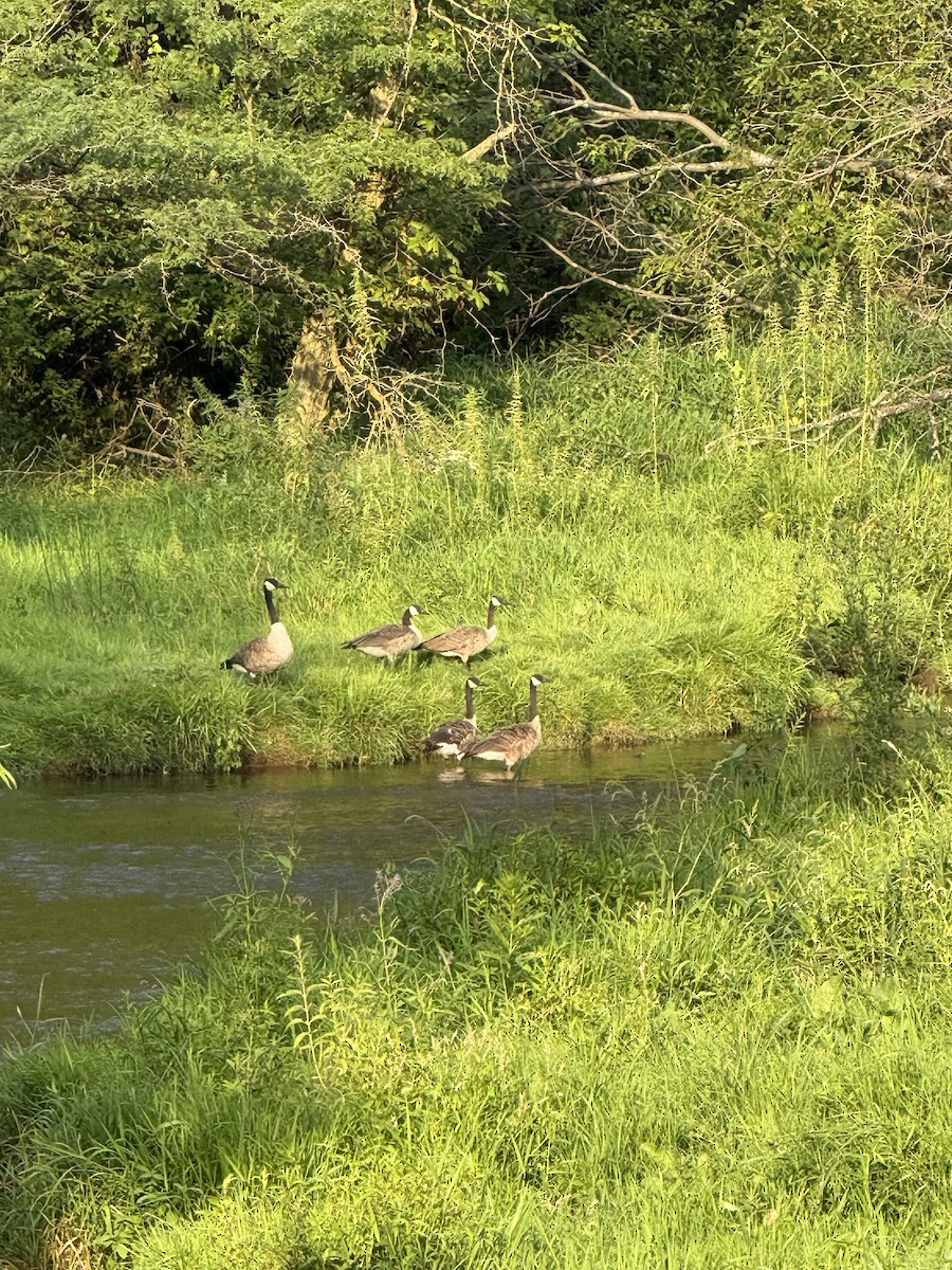 Canada Goose - ML640376217