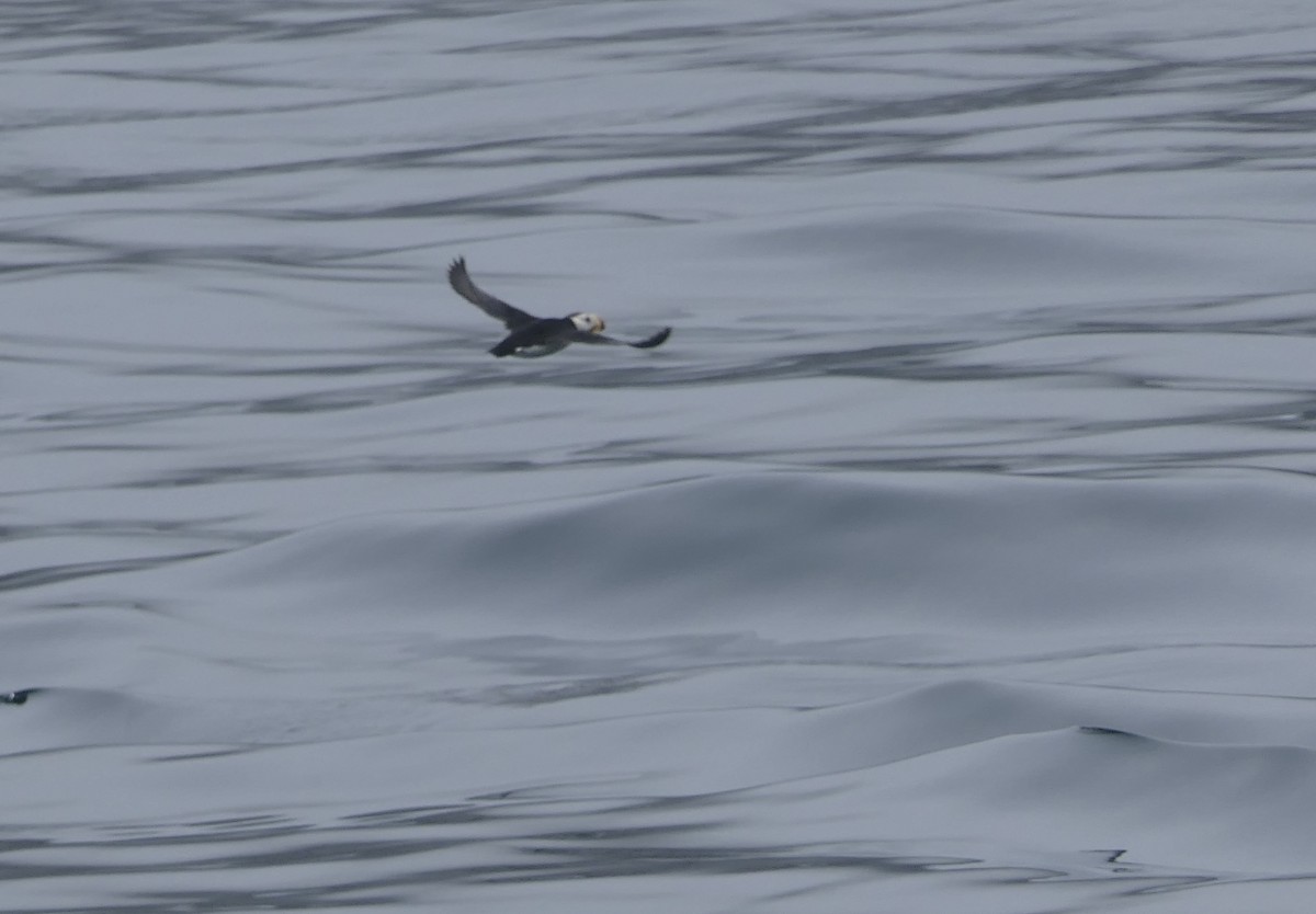 Horned Puffin - ML640376248