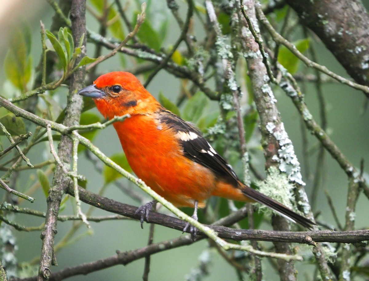 Flame-colored Tanager - ML640376285