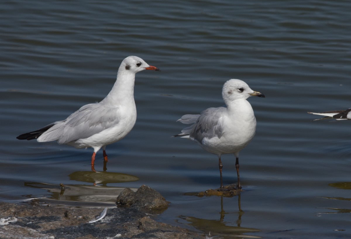 Black-headed Gull - ML640376336