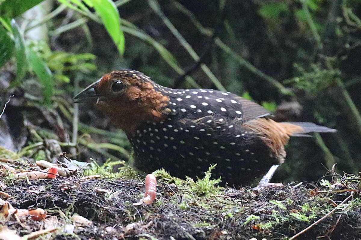 Ocellated Tapaculo - ML640376370