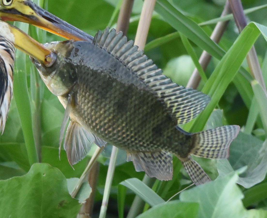 Nile Tilapia - ML640376371