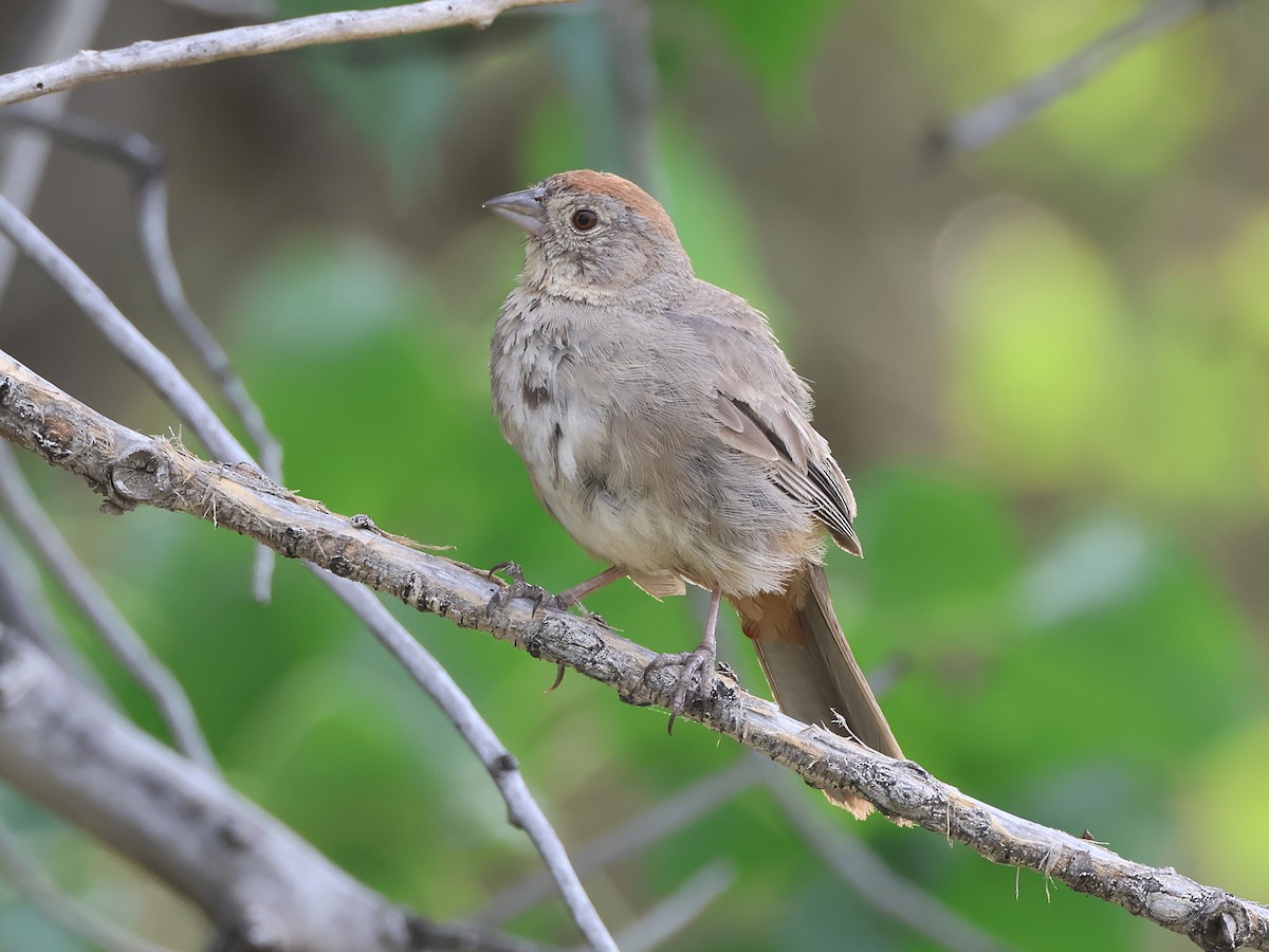 Canyon Towhee - ML640376378