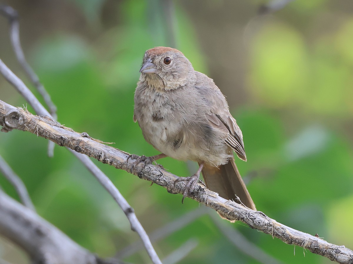 Canyon Towhee - ML640376380