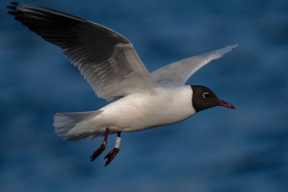 Black-headed Gull - ML640376381
