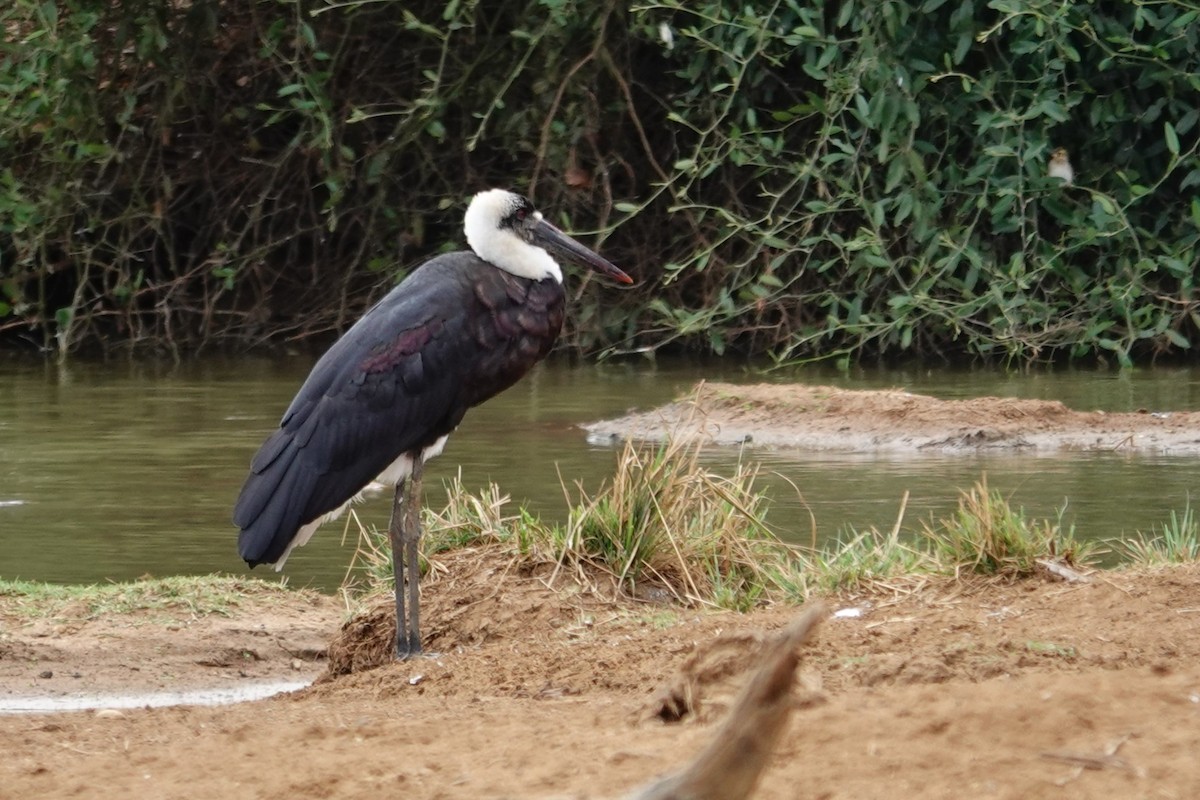Cigogne à pattes noires - ML640376395