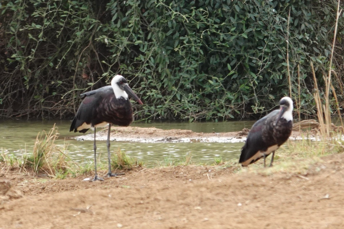 Cigogne à pattes noires - ML640376396